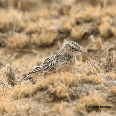 Chersomanes albofasciata