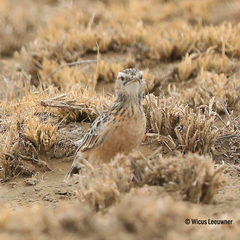 Chersomanes albofasciata