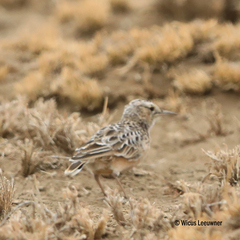 Chersomanes albofasciata