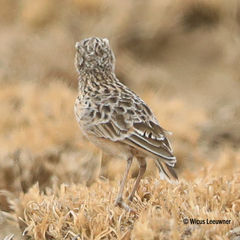 Chersomanes albofasciata