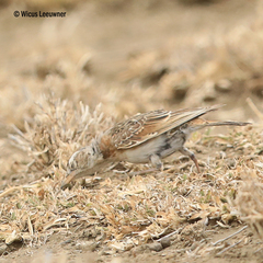 Chersomanes albofasciata
