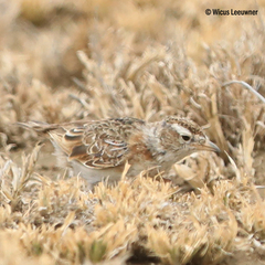 Chersomanes albofasciata
