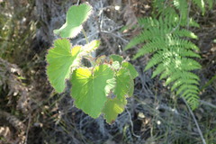 Pelargonium cordifolium