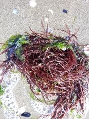 Gracilaria