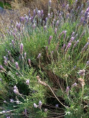 Lavandula dentata