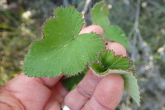 Pelargonium cordifolium