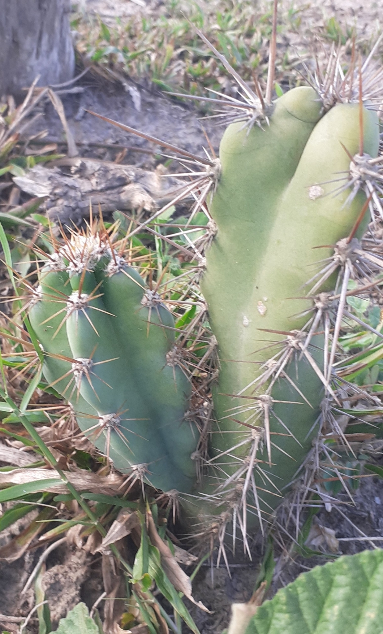 Cereus jamacaru