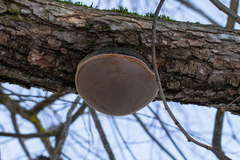Phellinus igniarius igniarius