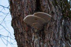 Phellinus igniarius igniarius
