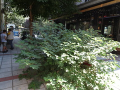 Broussonetia papyrifera