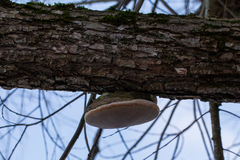 Phellinus igniarius igniarius