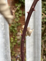 Rubus