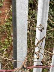 Rubus