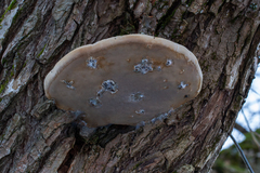 Phellinus igniarius igniarius