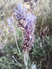 Lavandula dentata