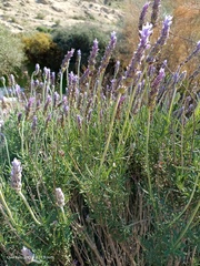 Lavandula dentata