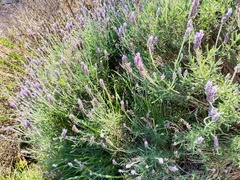 Lavandula dentata