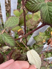 Rubus