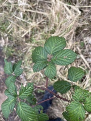 Rubus