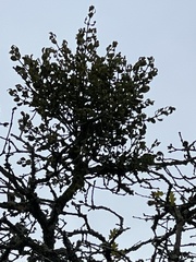 Phoradendron villosum