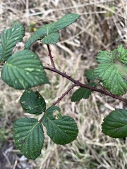 Rubus