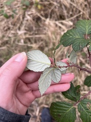 Rubus