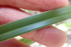 Cyperus thunbergii