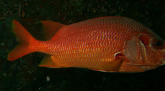 Sargocentron spiniferum