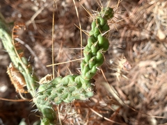 Opuntia pubescens