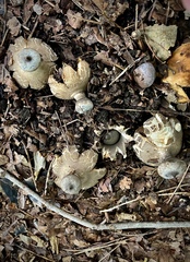 Geastrum pectinatum