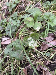 Phytomyza ranunculi