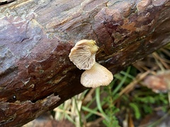 Panellus mitis