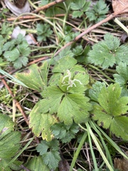 Phytomyza ranunculi