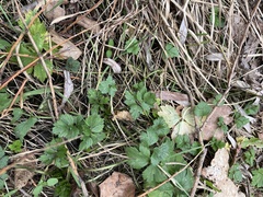 Ranunculus repens