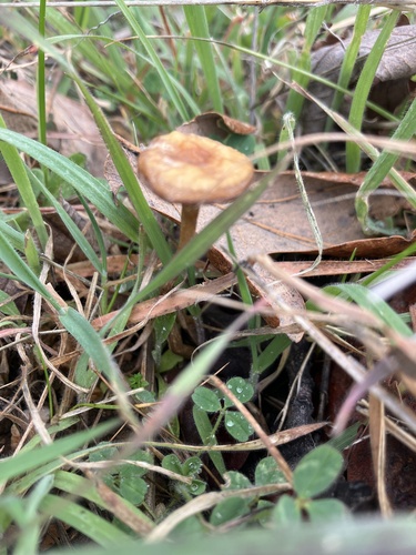 iNaturalist observation photo of Common Fieldcap
