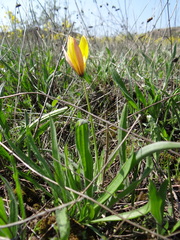 Tulipa sylvestris australis