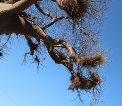 Bubalornis niger niger
