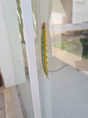 Opsiphanes invirae