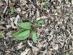 Pentaglottis sempervirens