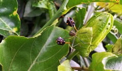 Diactor bilineatus