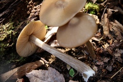 Entoloma vernum