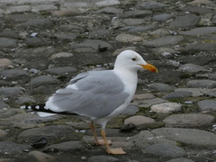 Larus michahellis