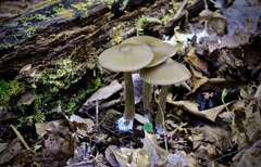 Entoloma vernum