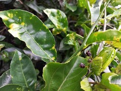 Diactor bilineatus