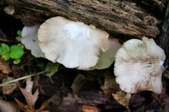 Crepidotus malachius