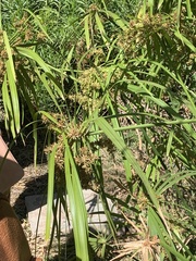 Cyperus