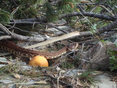 Crotalus ruber lucasensis