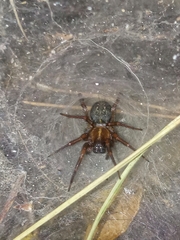 Lycosoides coarctata