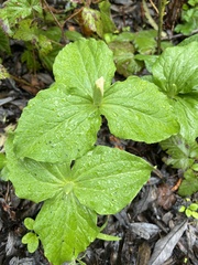 Trillium albidum