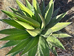 Agave kerchovei